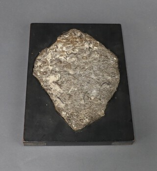 Fossils, a Palaeozoic  "mortality plate" of fossilised sea floor likely from the Much Wenlock formation at Wrens Nest consisting of crinoids, bivalves, bryozoan, brachiopods etc. The fossil measuring 19cm x 14cm and contained in a moulded wooden case 17cm x 22cm, the corners with silver mount and the base felted (hallmarks dated 1901)