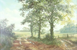 David Dipnall, oil on canvas signed, a woodland landscape 60cm x 75cm 