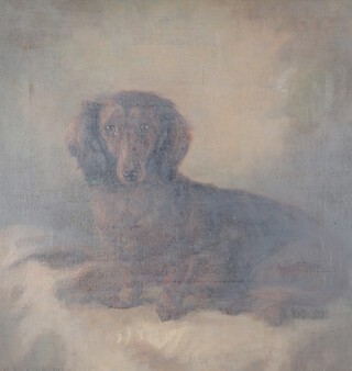 C Foster 1937, oil on canvas, study of a Dachshund 49cm x 46.5cm 