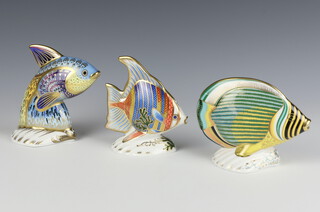 A Royal Crown Derby Imari pattern  paperweight - pin stripe fish no. 170 of 2500 10cm, ditto Pacific Angel fish no. 907 of 2500 12cm and another Guppy no. 153 of 2500 13cm, all boxed and all with gold stoppers