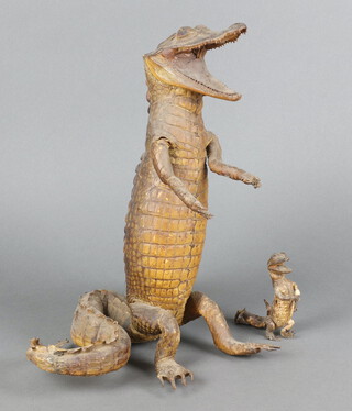 A stuffed and mounted crocodile 33cm and 1 other 10cm 