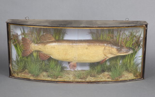 A stuffed and mounted fish, a Pike in a naturalistic bow front case labelled Pike caught by J Harris January 11th 1905, weight 20lbs, 49cm h x 118cm w x 23cm d 