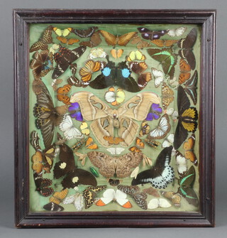 A collection of moths and butterflies contained in a cushion shaped case 9cm x 46cm x 50cm 