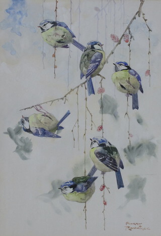 Harry Roundtree (1878-1950) watercolour signed, ornithological study 30cm x 21cm 