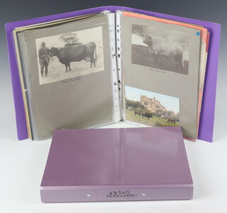 A purple album of  black and white photographs of prize bulls, postcards of cattle and 1 other album of shepherds and sheep 