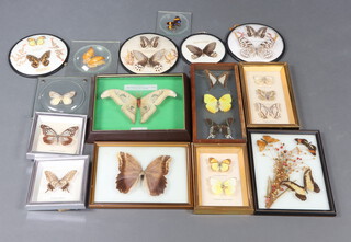 A collection of framed mounted butterflies