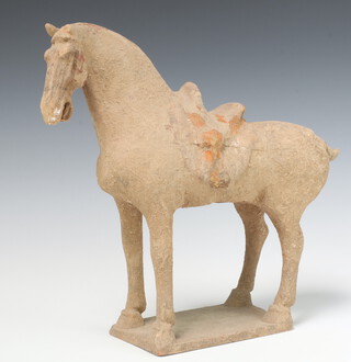 A terracotta Tang horse 31cm 