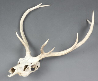 A pair of 8 point deer's antlers complete with skull and wooden wall mounting 87cm x 51cm  