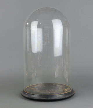 A glass dome on a wooden base 46cm h x 26cm 