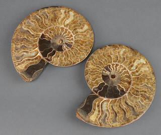 A split and polished ammonite 15cm 