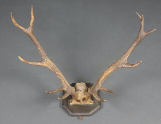 A pair of 11 point antlers mounted on an octagonal oak shield 52cm x 76cm  