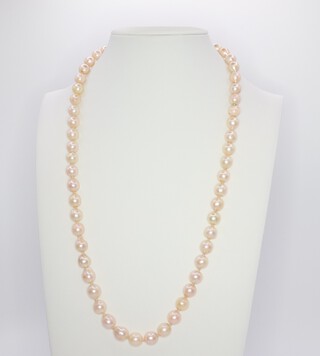 A string of cultured pearls with a yellow metal pearl set clasp 50cm 