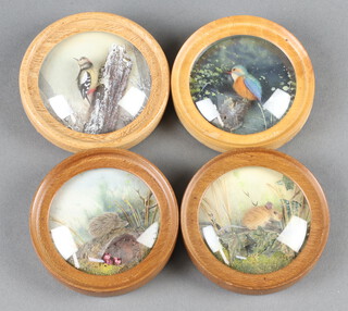 H E Hervey, four watercolour and felt collages - Kingfisher, wood mouse, hedge hog and woodpecker, all in circular wooden frames 6cm diam. 