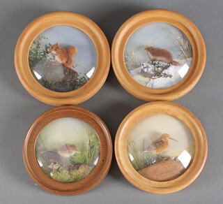 H E Hervey, four watercolour and felt collage natural studies - red squirrel, weasel, pygmy shrew and a bar-tailed godwit, contained in circular frames 6cm diam.  