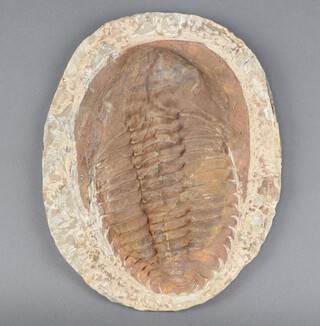 A Trilobite fossil 28cm x 21cm 