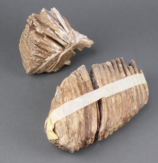 Two mammoth teeth 16cm x 24cm x 6cm and 12cm x 15cm x 7cm, both in need of conservation 