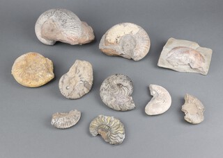 A collection of polished and unpolished ammonites 