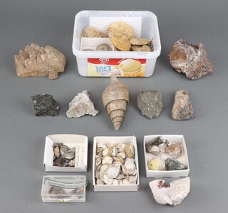 A collection of  ammonites and other geological specimens 