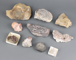 A collection of geological specimens and fossils 