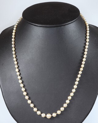 A graduated cultured pearl necklace with 9ct yellow gold clasp 50cm 