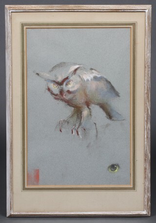 Dennis Frost, pastel drawing, study of an owl 37cm x 24cm 