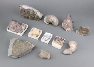 A collection of geological specimens 