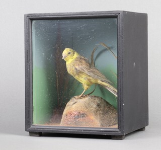 A stuffed and mounted male Yellowhammer, contained in a glazed and ebonised display cabinet 20cm h x 17cm w x 14cm d 