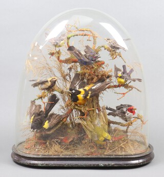 A Victorian taxidermy arrangement of 9 birds including a red cowled cardinal, a burnished buff tanager, a yellow green grosbeak, a golden winged cacique, a campo troupials and an Asian fairy bluebird contained under a glass dome 48cm h x 43cm w x 16cm d 