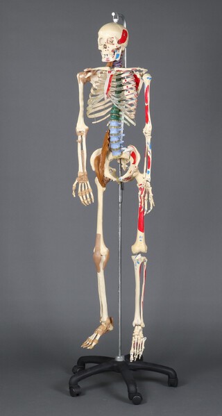 A modern dental plastic male skeleton 157cm h x 42cm w x 18cm d 