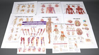 Thirteen various 20th Century anatomy and joint charts 