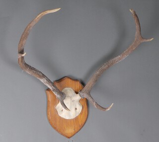 A pair of antlers on an oak plaque, the plaque 22cm x 41cm 