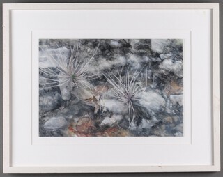 Diane Gerrard 2012, gouache drawing, botanical study, monogramed and dated, 24cm x 36cm, framed 