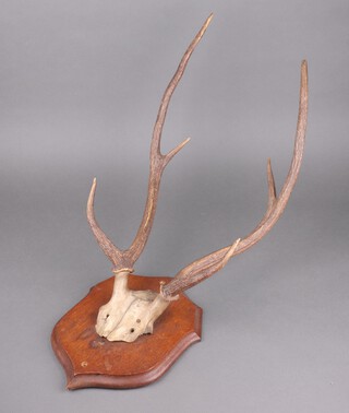 A pair of 6 point antlers on a shaped oak shield 33cm x 26cm 