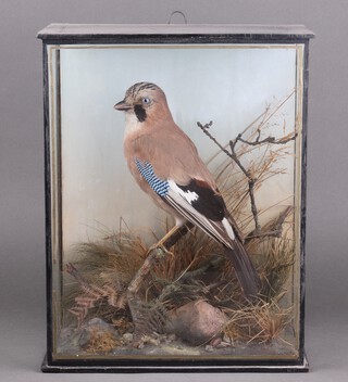 A stuffed and mounted blue jay,  contained in a naturalistic case 41cm h x 32cm w x 19cm d 
