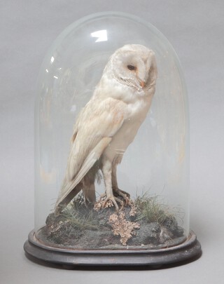 A Victorian stuffed and mounted barn owl, under a glass dome 46cm h x 28cm w x 18cm d 