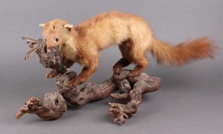 A stuffed and mounted pine martin with blackbird 27cm x 60cm 