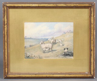 A 19th Century watercolour, unsigned, Collie and sheep 16cm x 20cm 