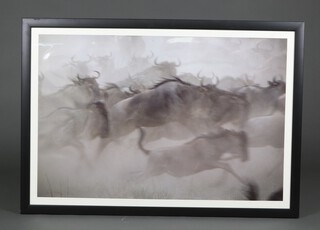 A photographic print of stampeding Wildebeest 69cm x 104cm, indistinctly signed, edition 3/100