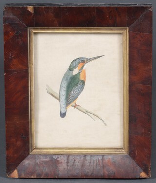 After Benjamin Fawcett a hand coloured study of a king fisher 19cm x 14cm framed together with 9 other natural history prints including Mock-Bird after Mark Catesby  