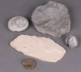 Two ammonites and 3 other fossils