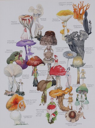 Noel Phillips, "Farious Fungi", watercolour over pencil, artists name and title to label verso, 39cm x 29cm, within a stained wood frame.