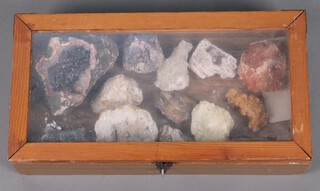 A collection of fossils contained in a pine display cabinet 11cm h x 47cm w x 25cm d 