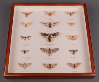 Fifteen various framed moths in a square beech display case 5cm h x 45cm 