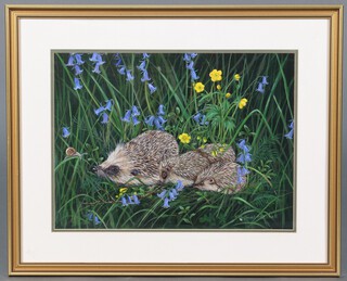 Janet Mitchell, oil on board signed, study of hedgehogs 29cm x 40cm 