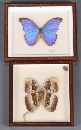 A Bolivian Morphodidus butterfly framed, 17cm x 21cm together with a Brazilian butterfly framed  