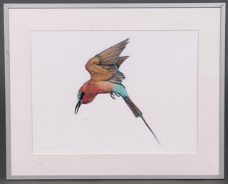 Three watercolour studies of Carmen Bee Eaters, monogrammed S and dated 2017, 11cm x 38cm  