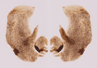 Cornelia Ann Parker (British, b.1956) A "Poison Drawing", ink with snake venom, signed, titled and dated "98 verso, 