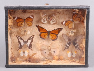 A 19th/20th Century arrangement of butterflies contained in a display case 21cm x 30cm 