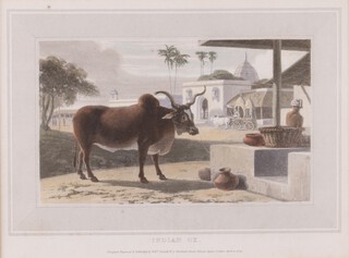 William Daniell (1769-1837), "Indian Ox", aquatint with later hand-colouring, published 1809, 17cm x 23cm, within an ebonized frame.