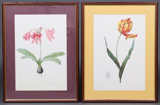 A coloured print of an amaryllis and 1 other of a tulip 50cm x 34cm 